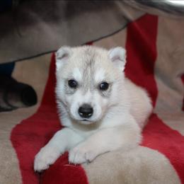 Haunter - Gray and white male Siberian Husky puppy in Le Sueur, Minnesota from Tevana Siberians LLC