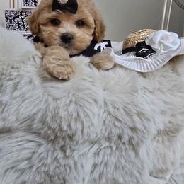 Nellie - Apricot female Maltipoo puppy in Washington from Mt.BakerPoodles&Doodles