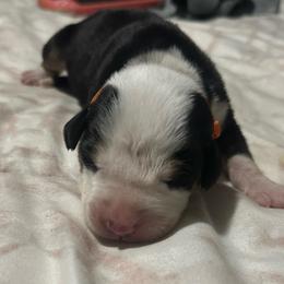 Orange Girl - Black, white and red female Greater Swiss Mountain Dog puppy in Lower Burrell, Pennsylvania from Polyanna’s GSMD
