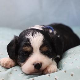 River - Tri-color male Cavapoo puppy in Green Forest, Arkansas from Horseshoe Drive Kennel