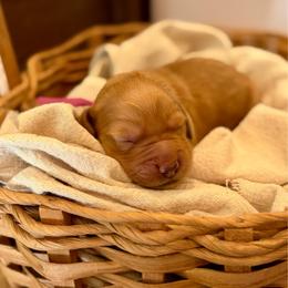 Maple - Cream female Goldendoodle puppy in Beech Bluff, Tennessee from White Oak Kennel
