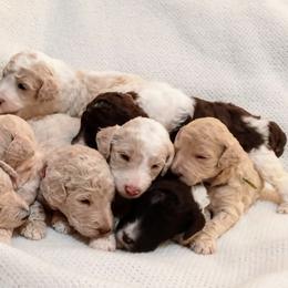 Poodle Puppies from Reeves Family Standard Poodles
