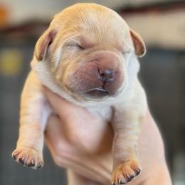 Aslan - Yellow male Labrador Retriever puppy in Owosso, Michigan from Bennington Retrievers
