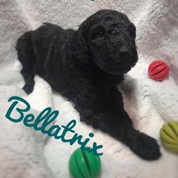 Poodle Puppies from Authentic Poodle Co