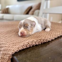 Red - Red merle female Toy Australian Shepherd puppy in Payson, Utah from Spring Creek Aussies + Corgis