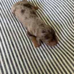 Cookie - Dapple male Dachshund puppy in Madera, California from Royal Dachshunds
