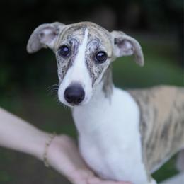 Frankie - White and red brindle female Whippet puppy in Atlanta, Georgia from Sinaj