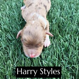 Harry Styles - Brown merle male Aussiedoodle puppy in Bakersfield, California from Annie's Aussies