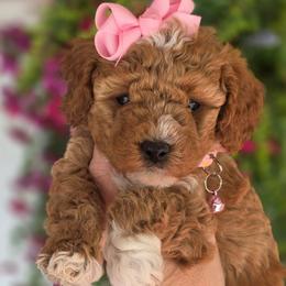 Juliet - Red  female Goldendoodle puppy in Vernon, Texas from Sugarland's Texas Goldendoodles