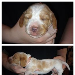 Brown - Lemon and white male Basset Hound puppy in Highland, Michigan from Dream Hounds of Michigan