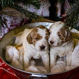 Goldendoodle Puppies from Cottage Falls Goldendoodles