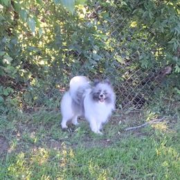 Tilly - Pomeranian