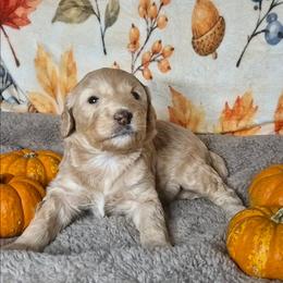 Sugar - Fawn and white female Sheepadoodle puppy in Austin, Texas from Darling Doodles