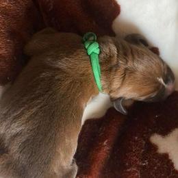 Redbone Coonhound Puppies from Helper Hounds