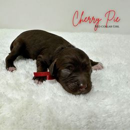 Cherry Pie - Brown white and tan female Cockapoo puppy in Oologah, Oklahoma from Timber Hills Poodles and Doodles