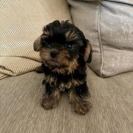 Carlos - Black and gold male Yorkshire Terrier puppy in Yuma, Arizona from Yuma Yorkie