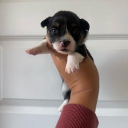 June - Black and tan female Pembroke Welsh Corgi puppy in Red Bluff, California from Wilder Ranch Corgis