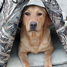 Labrador Retrievers from Coteau Prairie British Labradors