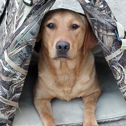 Labrador Retrievers from Coteau Prairie British Labradors