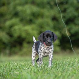 German Shorthaired Pointer and Vizsla Puppies from Nosam Kennels