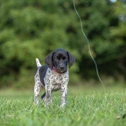 German Shorthaired Pointer and Vizsla Puppies from Nosam Kennels