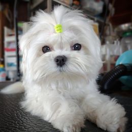 Cosmo - Maltese