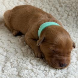 Girl 7 - Dark golden female Golden Retriever puppy in La Verne, California from 4LoveofGoldens