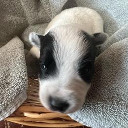 Bandit - Blue speckled male Australian Cattle Dog puppy in Reed Point, Montana from Heelers and Highlands