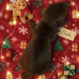Sadie - Chocolate and tan female Dachshund puppy in Marshall, Texas from Wilson's Kennels