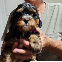 White collar lilly - Tri-color female Bernedoodle puppy in Fairmount, Indiana from Capens' Doodles,Poodles and Poo's