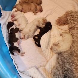 Lagotto Romagnolo Puppies from Regal Romagnolos