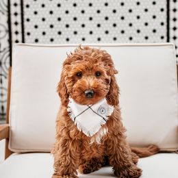 Goldendoodle Puppies from Deer Valley Doodles