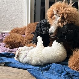 Poodle Puppies from Tyler Family Poodles