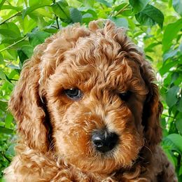 Boy 3 - Red  Goldendoodle puppy in Garden City, Utah from Bear Lake Bearded Retrievers
