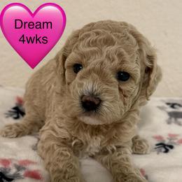 Dream - Cream female Poodle puppy in Bedford, Texas from S.H.A.R.P.’s Toy Poodles