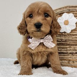 Sasha - Red  female Goldendoodle puppy in Temecula, California from Oodles O'Doodles