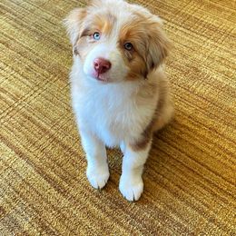 Australian Shepherd Puppies from Amazing Aussies