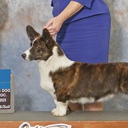 Salem - Cardigan Welsh Corgi