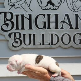 Male 2 - White and brindle male American Bulldog puppy in Xenia, Ohio from Bingham's Bulldogs LLC