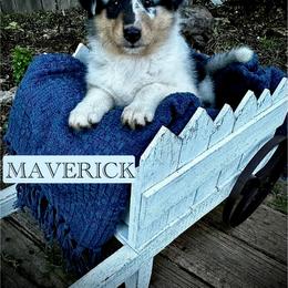 Collie Puppies from Lonestar Country Collies