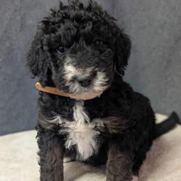 Bronson - Black and white male Sheepadoodle puppy in Seaman, Ohio from Ohio Valley Sheepadoodles