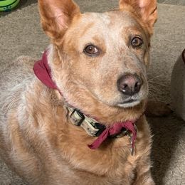 Australian Cattle Dog Puppies from SB Heelers Cattle Dogs and Performance Horses