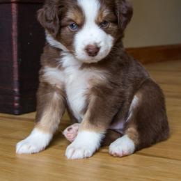 Miniature Australian Shepherd Puppies from Big Coon Little Aussies