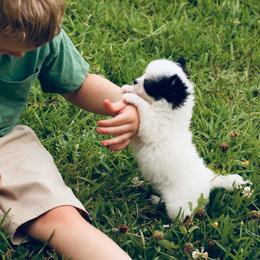 Chase - Black and white male Chihuahua puppy in Laurel, Mississippi from Home of Tiny Chihuahuas