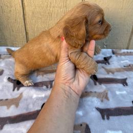Cream-reddish  longhair male - Cream male Dachshund puppy in Manteca, California from Sweet and Low Dachshunds