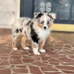 Laramie - Blue merle female Toy Australian Shepherd puppy in Troy, South Carolina from Stockman Farms