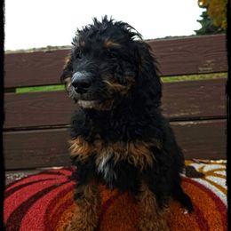 Popeye - Black tri-color male Aussiedoodle puppy in Farley, Iowa from Iowa's Doodle Co.
