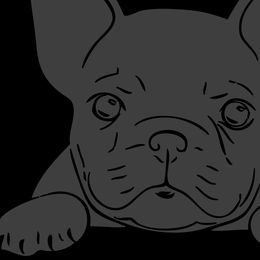 French Bulldogs from Great Northwoods Frenchies