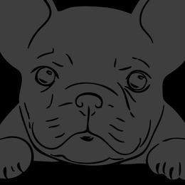 French Bulldogs from Great Northwoods Frenchies