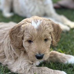 Goldendoodle Puppies from Old Lake Doodles